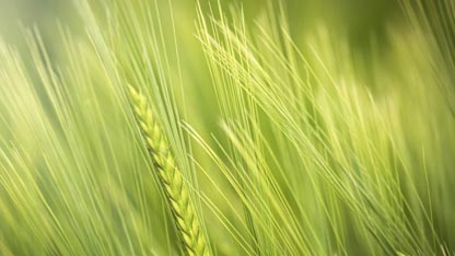 Close up view of a green wheat field