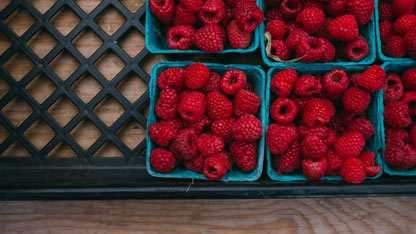 Freshly picked raspberries in individual trays